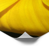 Gazanias Poster (Hoek)