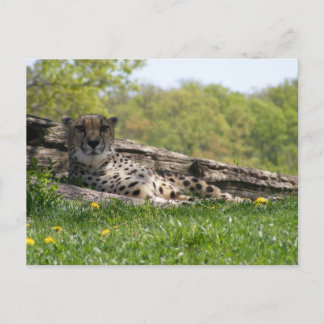 Gaze van de kat: Cheetah Briefkaart