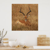 Gazelle Big Horn met Poster (Keuken)