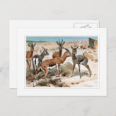 Gazelle Briefkaart (Voorkant / Achterkant)