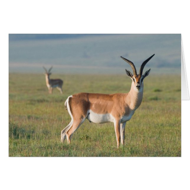 Gazelle de Grant, cratère de Ngorongoro, Ngorongor (Devant horizontal)