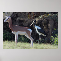 Gazelle en Ooievaar Foto