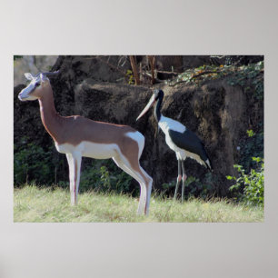 Gazelle en Ooievaar Foto Poster