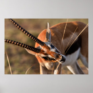 Gazelle Graze Poster