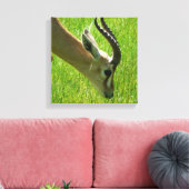Gazelle Grazing Canvas print (Insitu (Woonkamer))