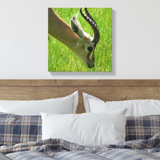 Gazelle Grazing Canvas print (Insitu (Slaapkamer))