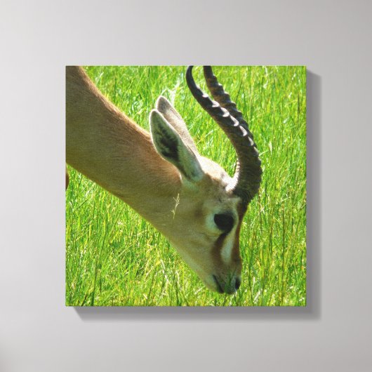 Gazelle Grazing Canvas print (Voorkant)