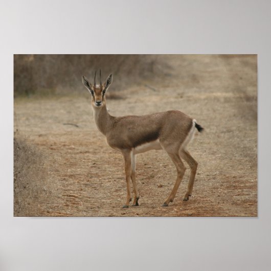 Gazelle Poster (Voorkant)