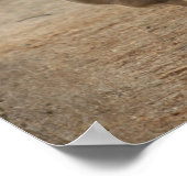 Gazelle Poster (Hoek)