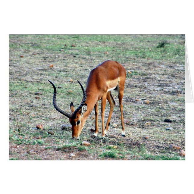 gazelle solo (Devant horizontal)