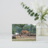 Gazelle, wilde dierentuin,羚. visitekaartje (Staand voorkant)