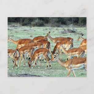 gazellekudde briefkaart