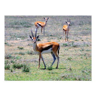 Gazelles op de vlakken foto afdruk