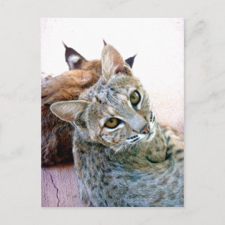 Gazely Stare |  Briefkaart