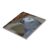 Gazing Congo African Gray Parrot Tegeltje (Zijkant)