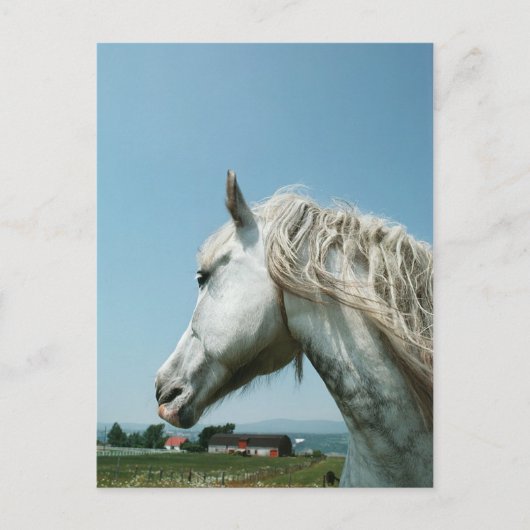 Gazing Dapped Grey Briefkaart (Voorkant)