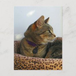 Gazing Indigo Briefkaart