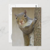Gazing Squirrel Briefkaart (Voorkant / Achterkant)