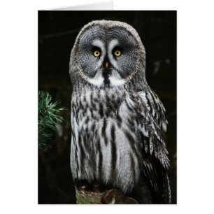 Gccna Great Grey Owl