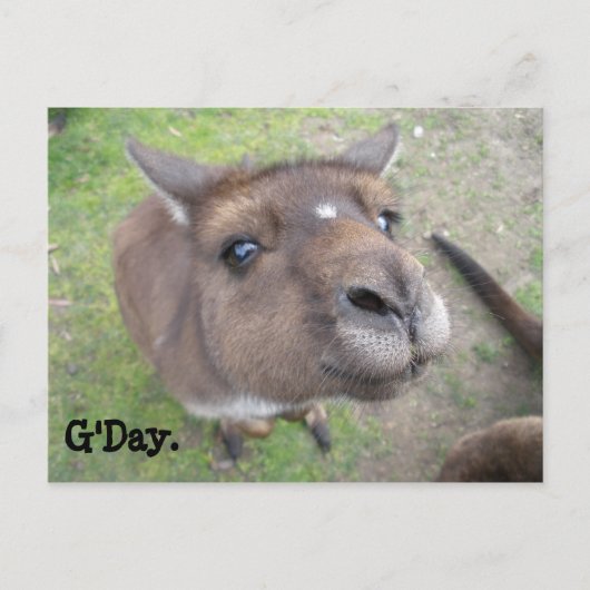 G'Day. Briefkaart (Voorkant)