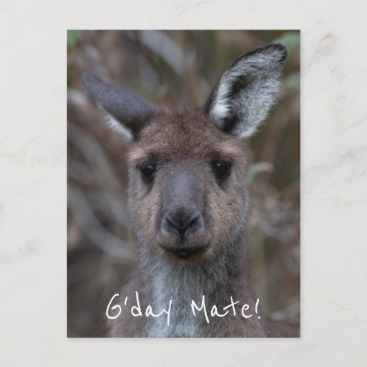 G'Day Mate Kangaroo Australië Briefkaart (Voorkant)