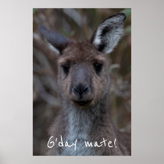 G'day Mate Western Gray Kangaroo Poster (Voorkant)
