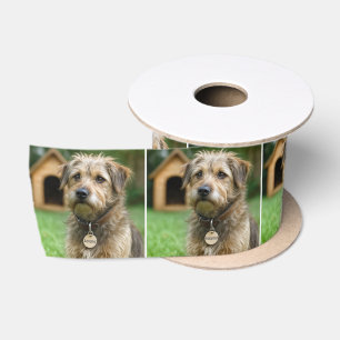 Geadopteerde ruwharige hond met hondenhok lint