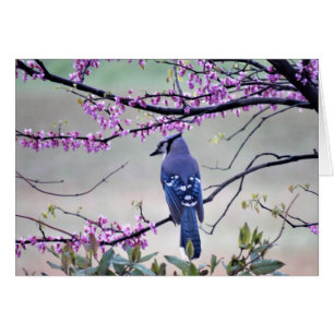 Geai bleu au printemps