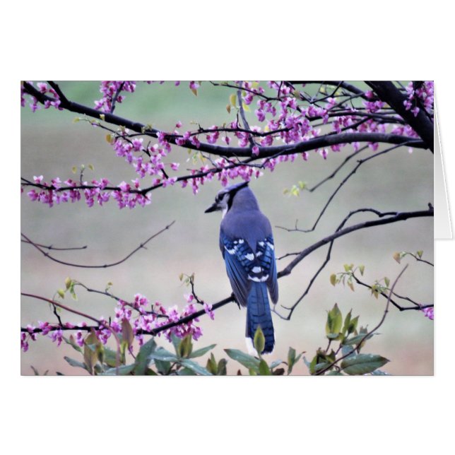 Geai bleu au printemps (Devant horizontal)