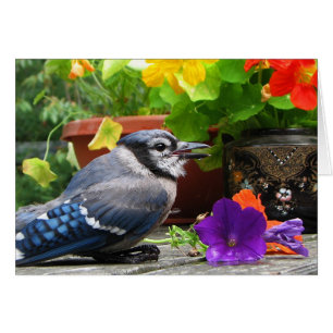 Geai bleu avec des fleurs