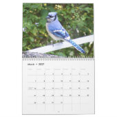 Geai bleu calendrier de 12 mois (Mar 2027)