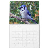 Geai bleu calendrier de 12 mois (Jan 2027)