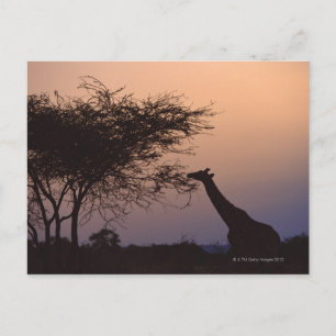 Geannuleerde Giraffe 2 Briefkaart