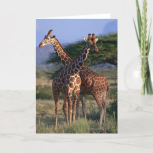 Geannuleerde Giraffe 2 Kaart