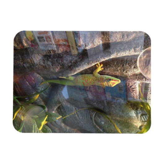 Géant Day Gecko Magnet (Horizontal)