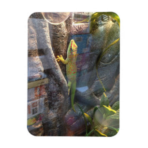 Géant Day Gecko Magnet