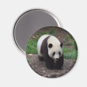 Géant Panda Photo Circle Magnet (Recto/Verso)