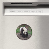 Géant Panda Photo Circle Magnet (In Situ (Lave-vaisselle))