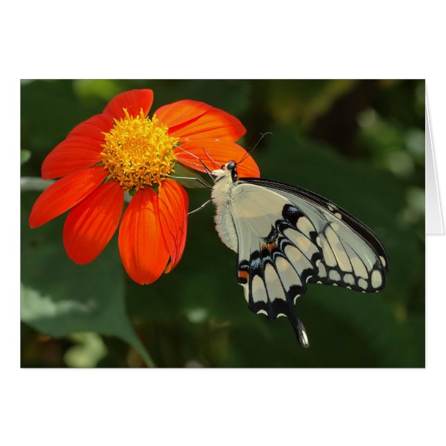 Géant sur fleur (Devant horizontal)