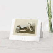 Gebaarde fuut (Zwarte nekfuut) - Audubon Kaart (Achterkant)