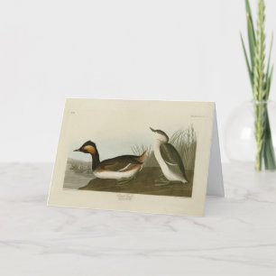 Gebaarde fuut (Zwarte nekfuut) - Audubon Kaart