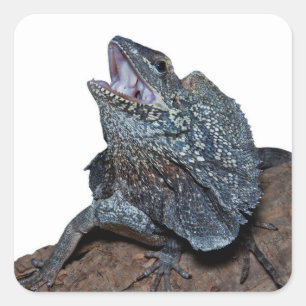 Gebaarde hagedis vierkante sticker