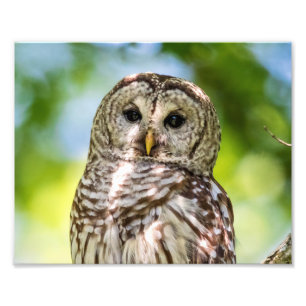 Gebarende Oe van de Hudsonvallei – Natuur & Wilde  Foto Afdruk