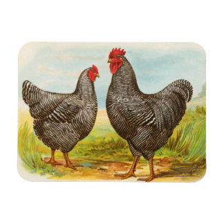 gebarsten Plymouth Rock Chickens Magneet