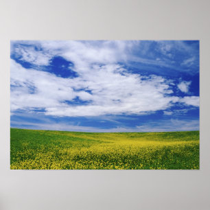 Gebied Canola of Mustard bloemen, Palouse Poster