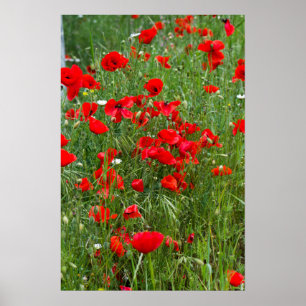 Gebied rode papaver poster