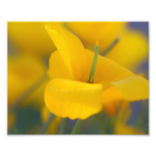 Gebied van bloeiende papaver foto afdruk