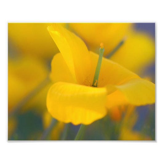 Gebied van bloeiende papaver foto afdruk (Voorkant)