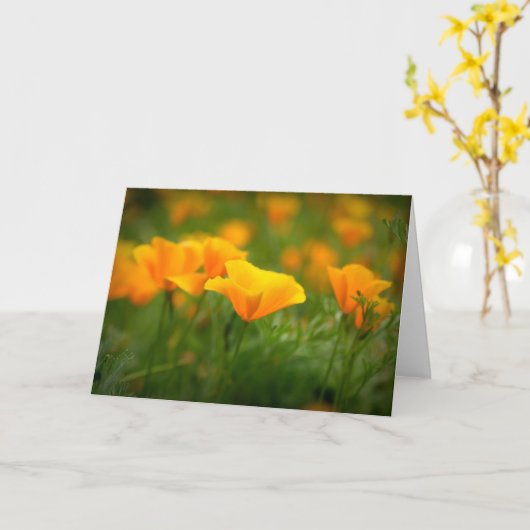 Gebied van Californië Poppies Sinaasappel Poppy Bl Kaart (Gele Bloem)