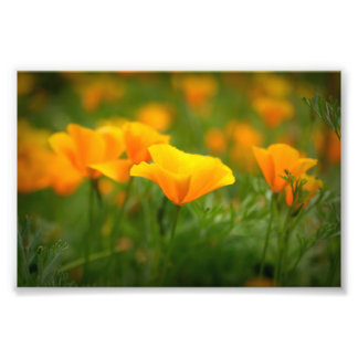 Gebied van Californië Poppies Sinaasappel Poppy Fl Foto Afdruk